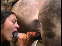 Brunette slut receives horse creampie after intense horse sex
